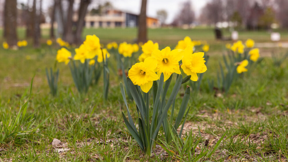Cfo daffodils blooming sbg 16x9 1