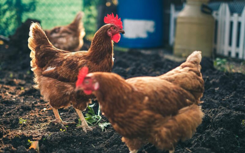 Two brown hens with bright red combs standing in a farmyard, with one chicken in sharp focus and another blurred in the foreground.