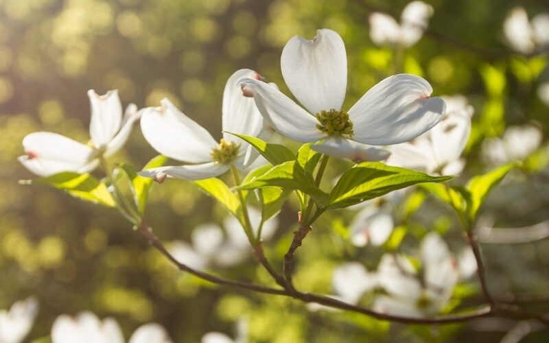 Dogwood 500x800