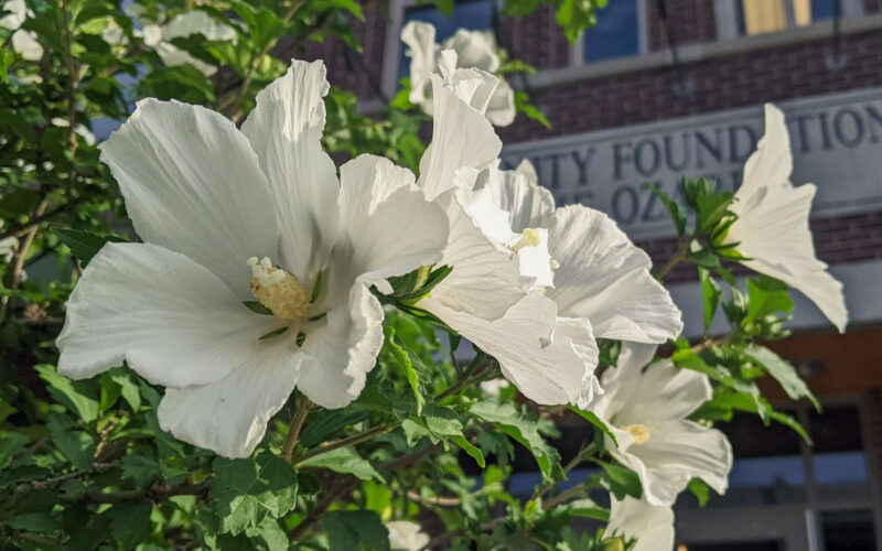 Rose mallow hero 1