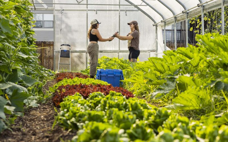 Two people harvest zucchini inside a high tunnel filled with rows of lettuce, squash and other vegetables.