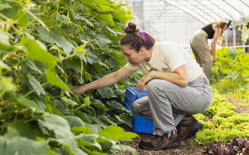 A woman wearing an off-white tshirt, jeans and work boots crouches in a high tunnel to harvest vegetables beside rows of leafy greens and cucumber vines, with a blue harvest crate nearby.