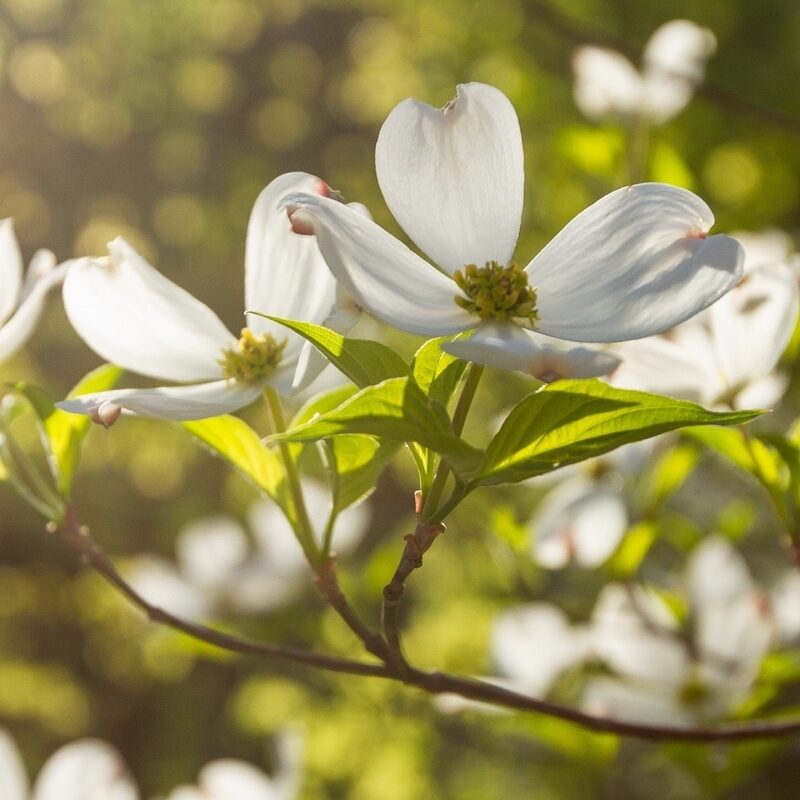 White dogwood blossums