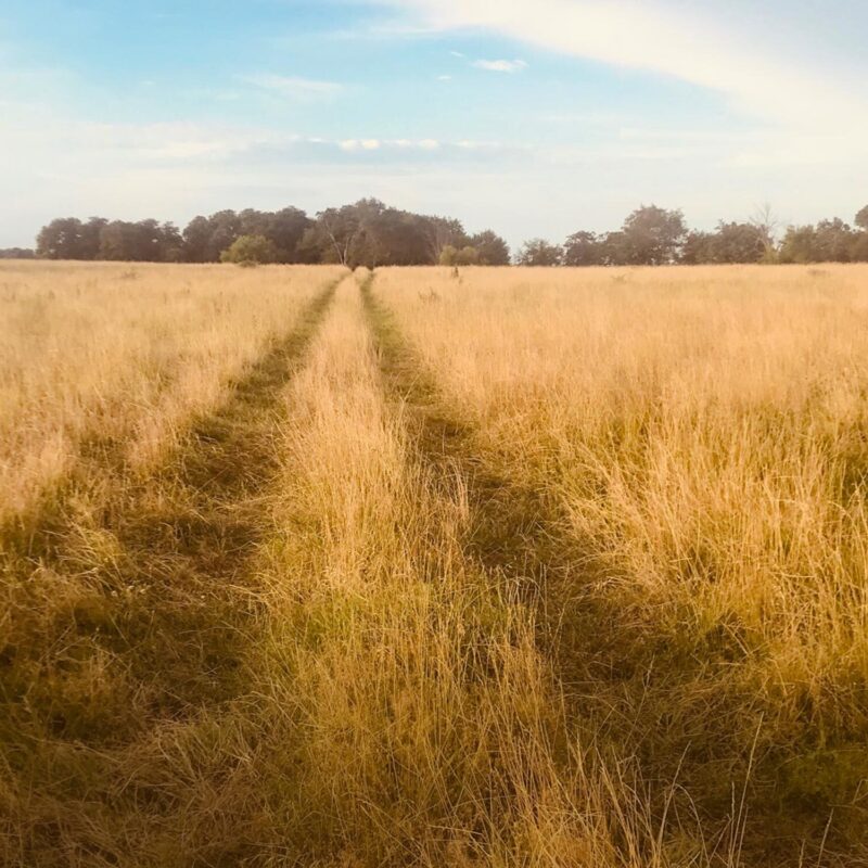 Nevada hero field